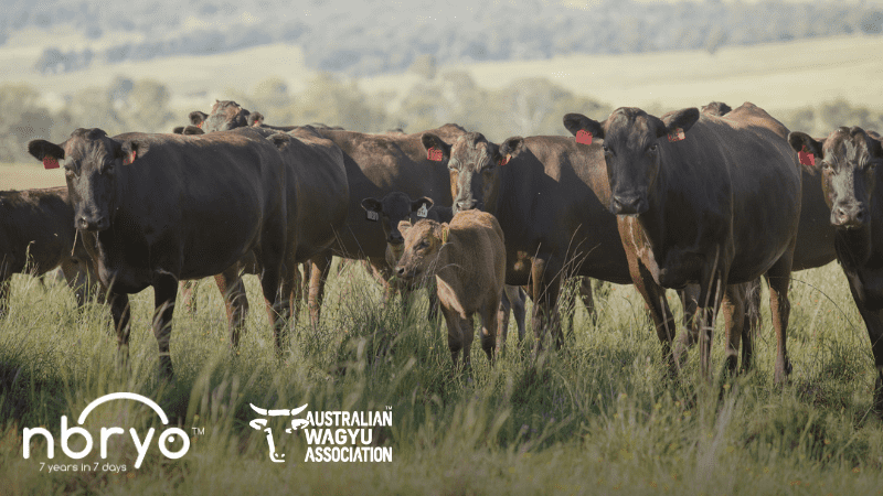 AWA and Nbryo logos on photo of wagyu cattle